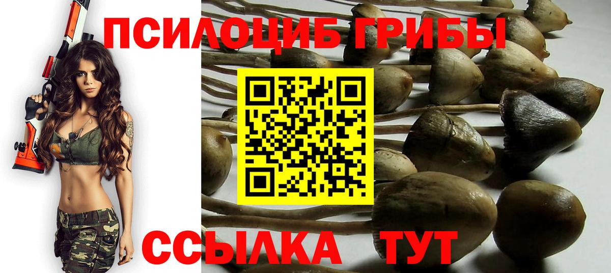 Галлюциногенные грибы Psilocybe Новошахтинск